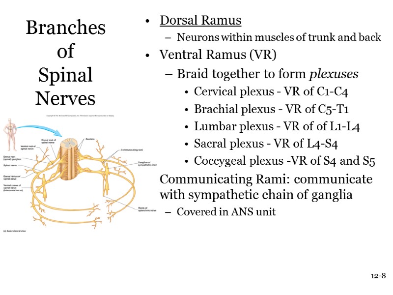 12-8 Branches of  Spinal Nerves Dorsal Ramus Neurons within muscles of trunk and